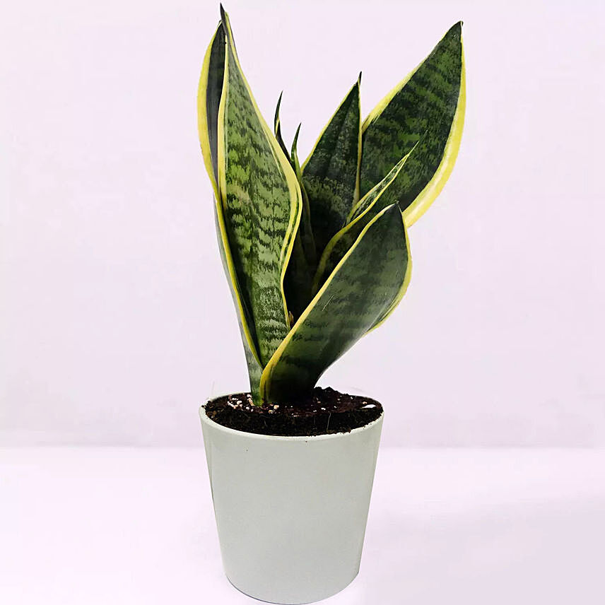 Sansevieria Plant In Plastic Pot: Air Purifying Plants