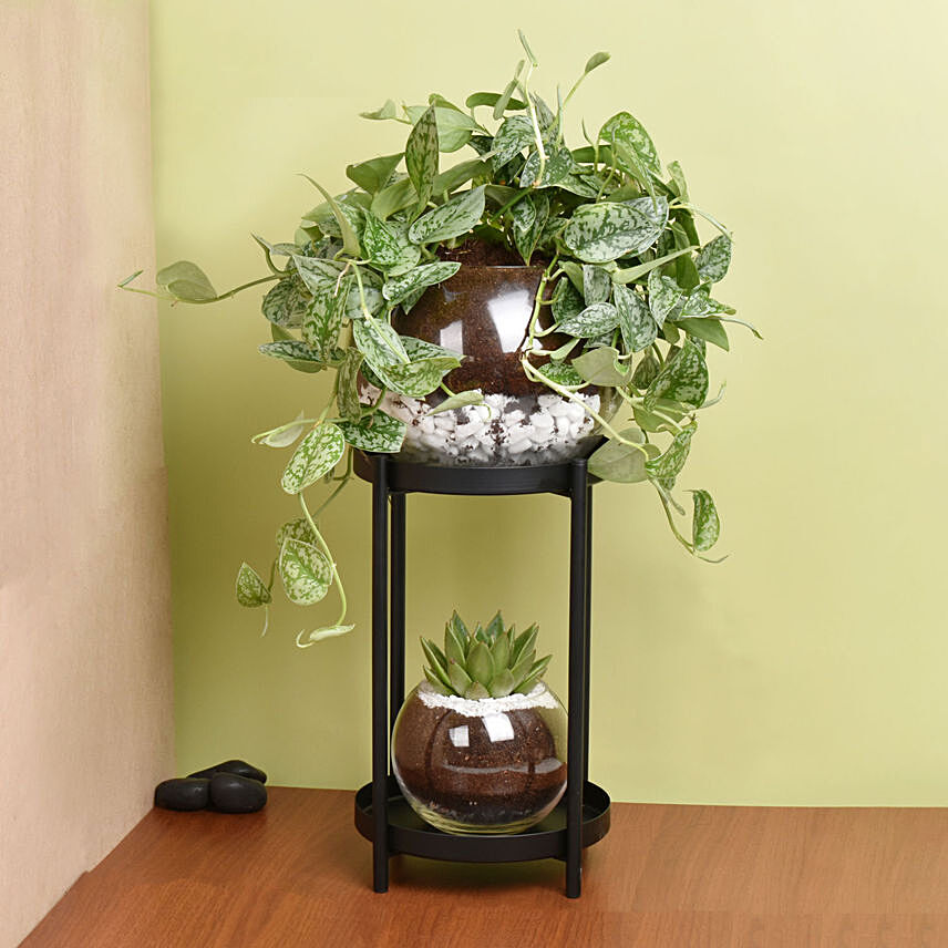 نباتات منزلية - ستاند ثنائي نبات الحظ بامبو: Syngonium Arrowhead Plants