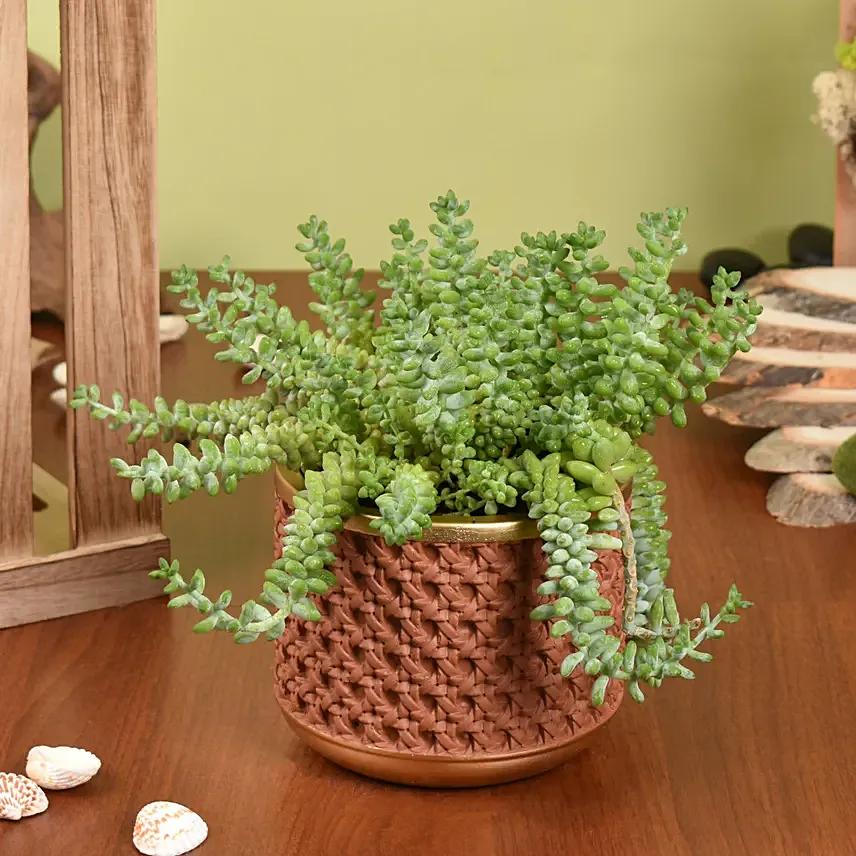 Sedum Burrito Succulent Plant Beauty: Indoor Plants