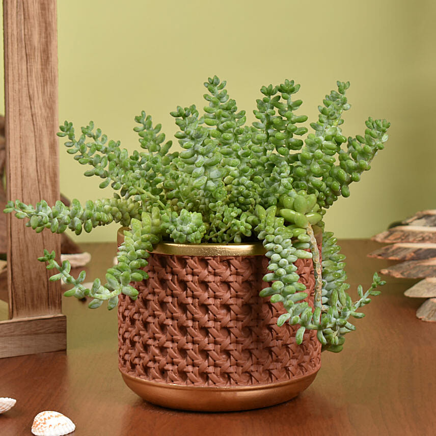 Sedum Burrito Succulent Plant Beauty: Indoor Plants