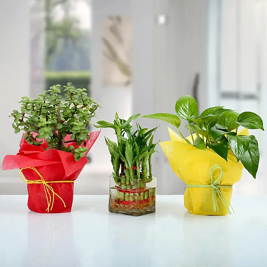 مجموعة من 3 نباتات منزلية للحظ الجيد: البامبو
