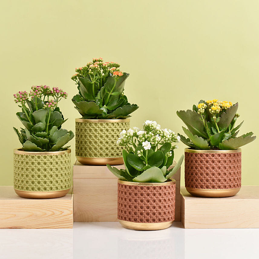 Set of 4 Kalanchoe Plants: Flowering Plants 