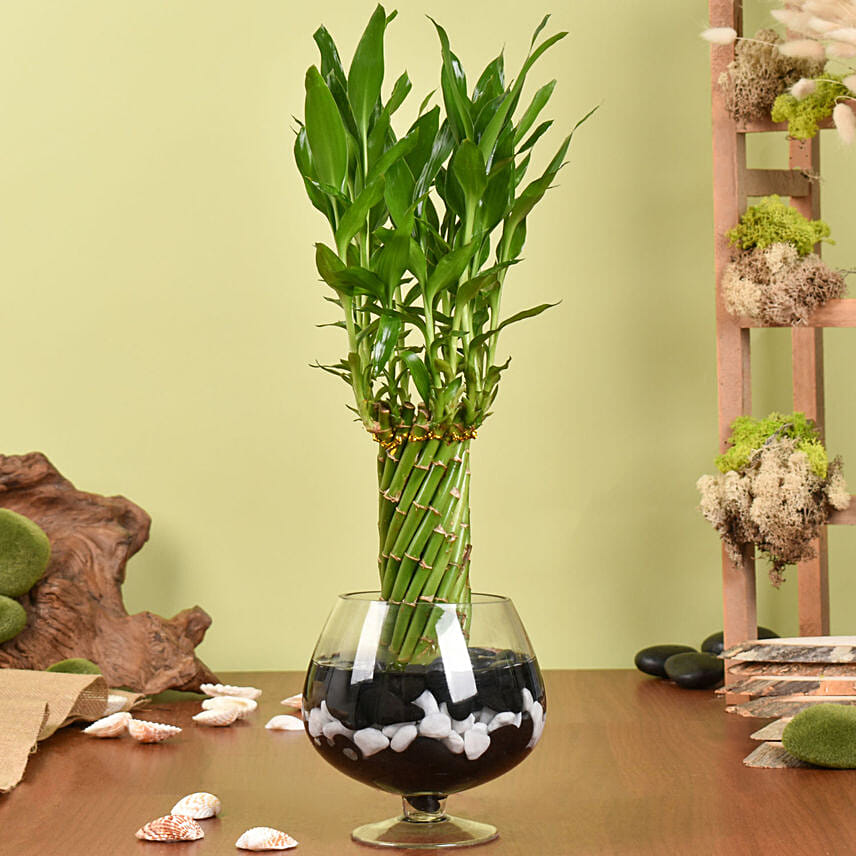 Small Lucky Bamboo Wheel Plant: 