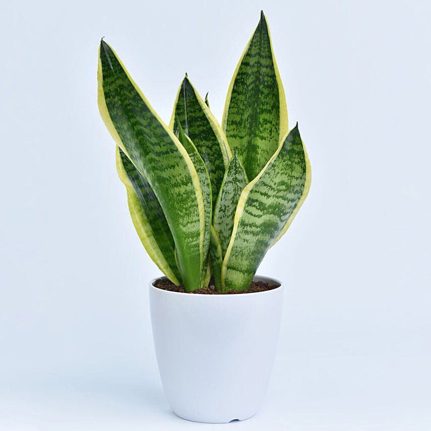 Small Sansevieria in Pot : Buy Snake Plants 