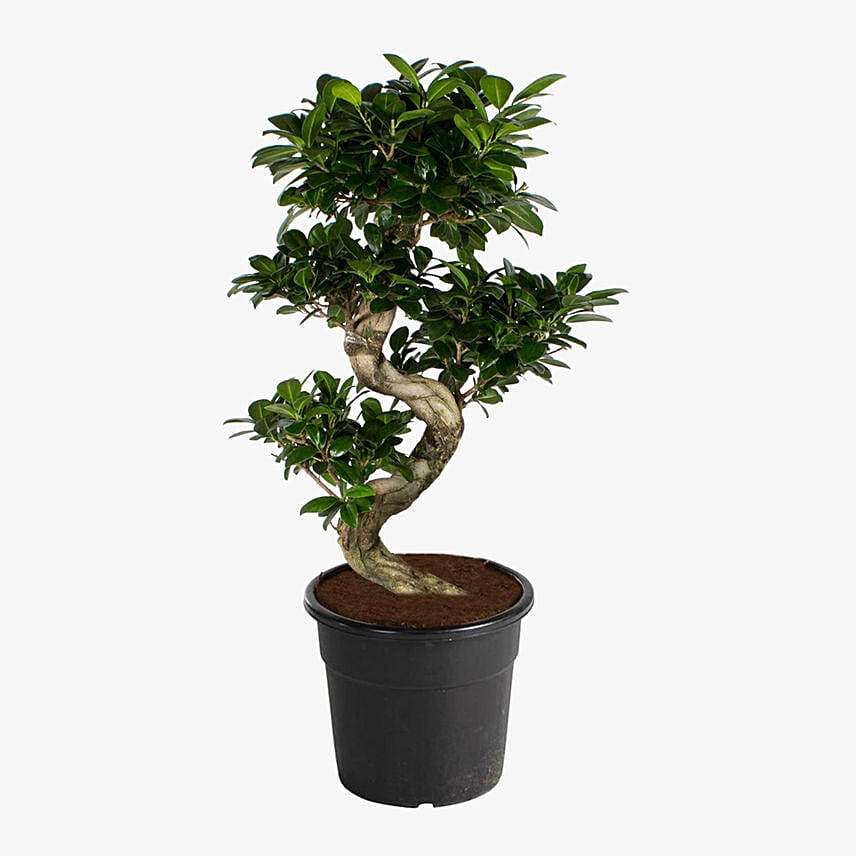 S Shaped Ficus Plant 80cm: Outdoor Plants in Dubai