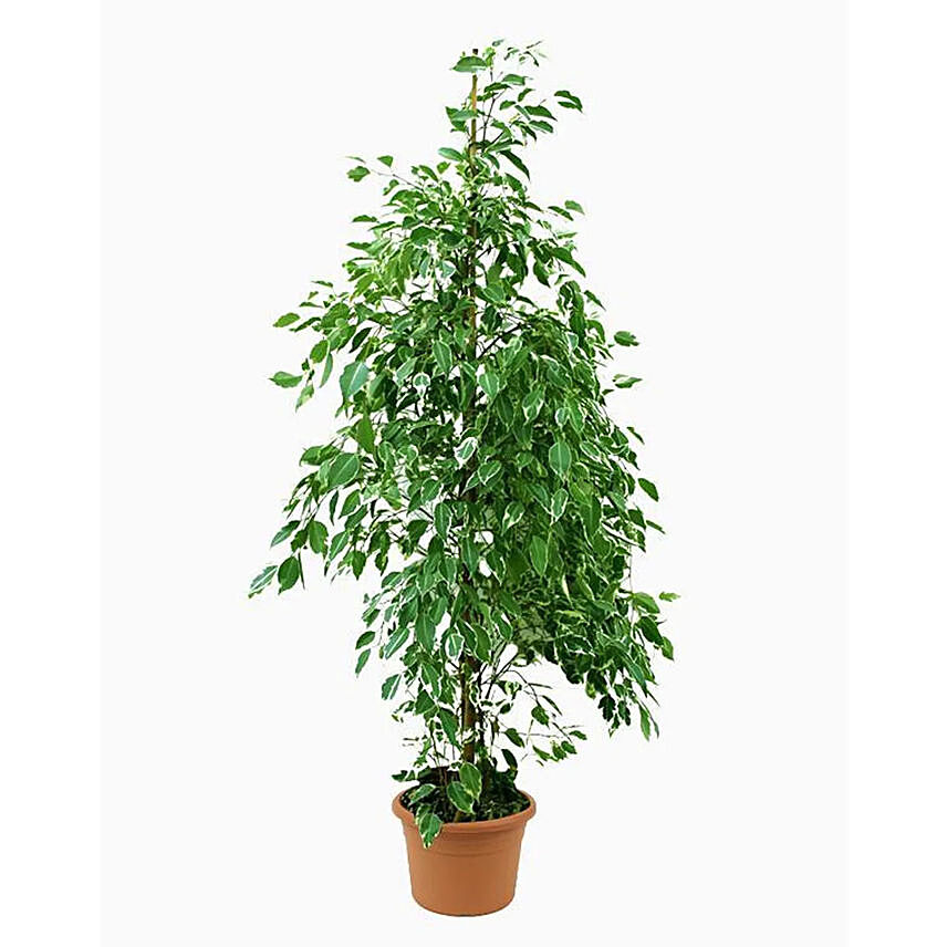 نبتة "Ficus Benjamina"في أصيص يصل ارتفاع النبتة حتى 110 سم: نباتات خارجية
