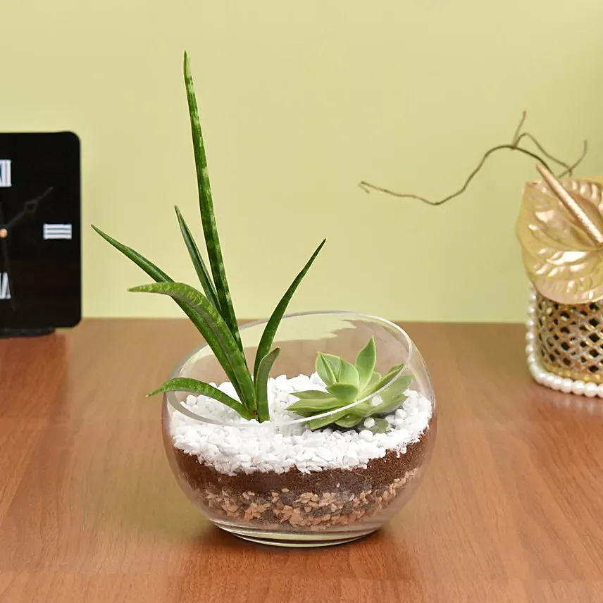 Succulents Sphere: Indoor Plants Delivery