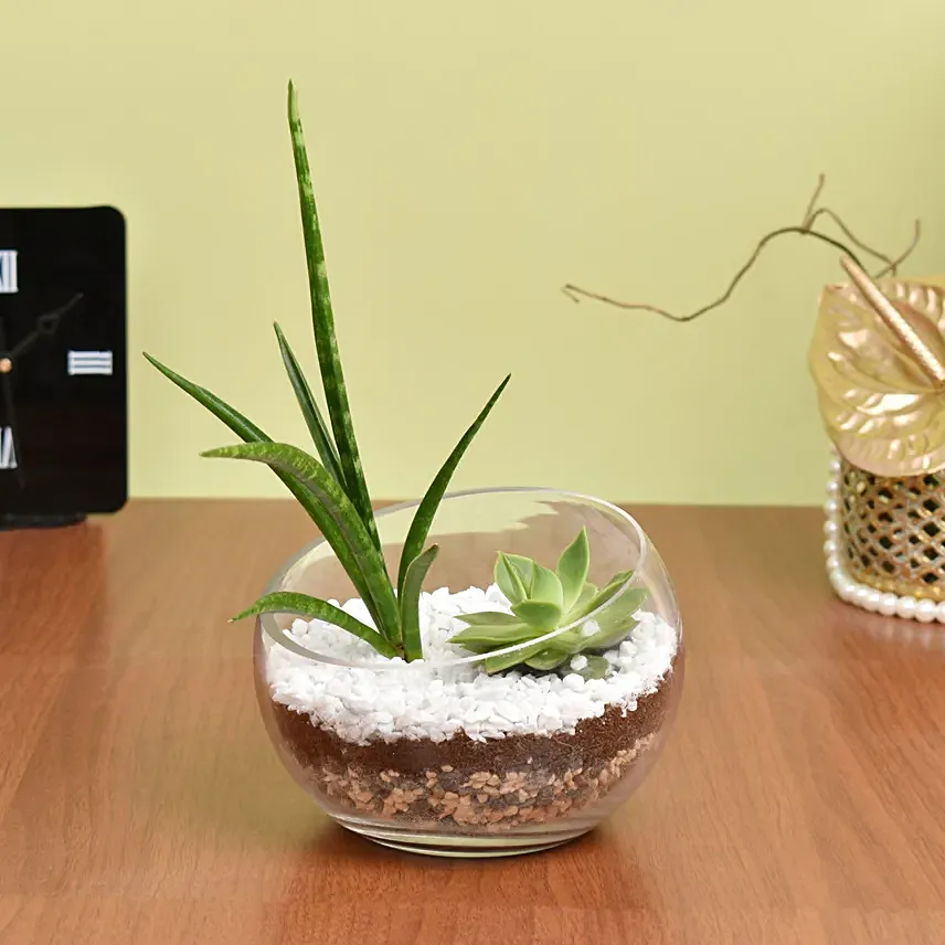 Succulents Sphere: Dish Gardens 