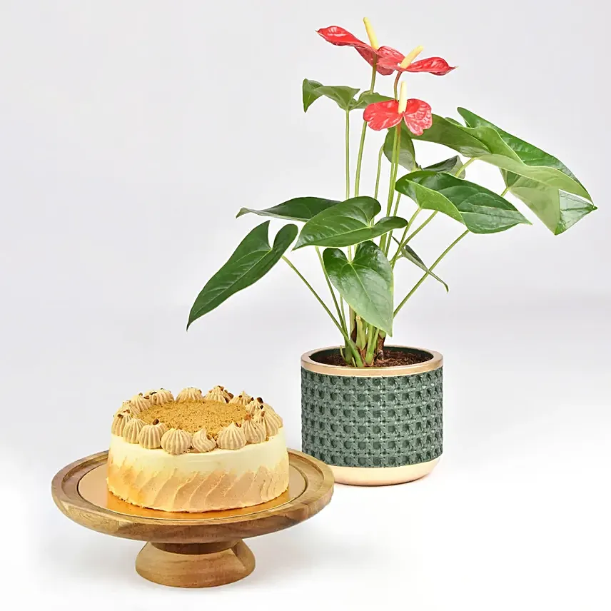Sugar Free Butterscotch Cake and Plants: Plants Combo 