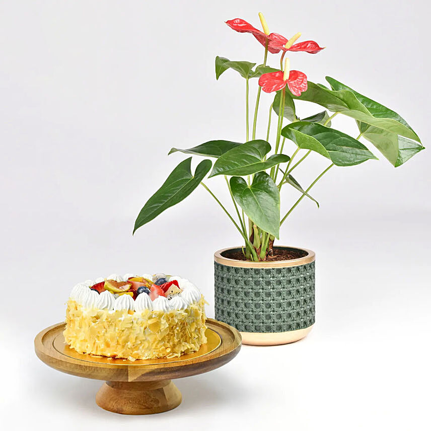 Sugar Free Cake and Plant: Plants Combo 