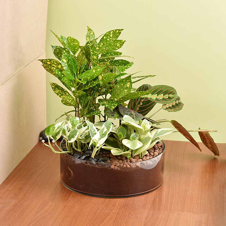 مجموعة نباتات خضراء داخلية مميزة في بوكس زجاج: هدايا للمنزل الجديد