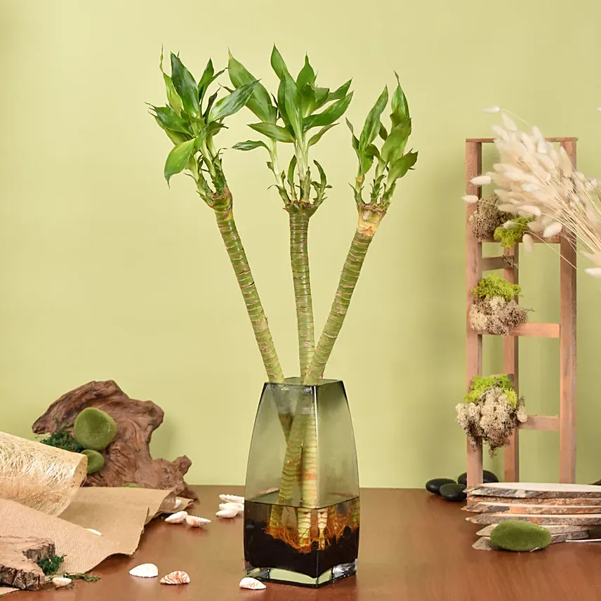 Tiger Lucky Bamboo in Premium Vase: Indoor Plants Delivery