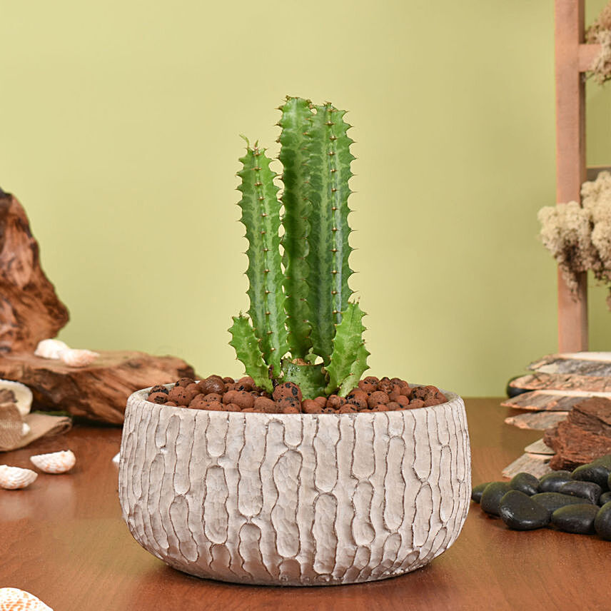 Trigona Cactus in a Textured: Cactus and Succulents