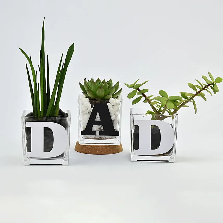 Trio of Plants for DAD: Gifts for Dad