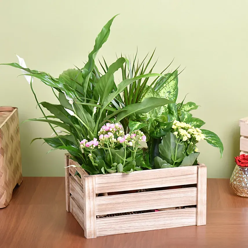 Urban Garden Plant Basket: Flowering Plants