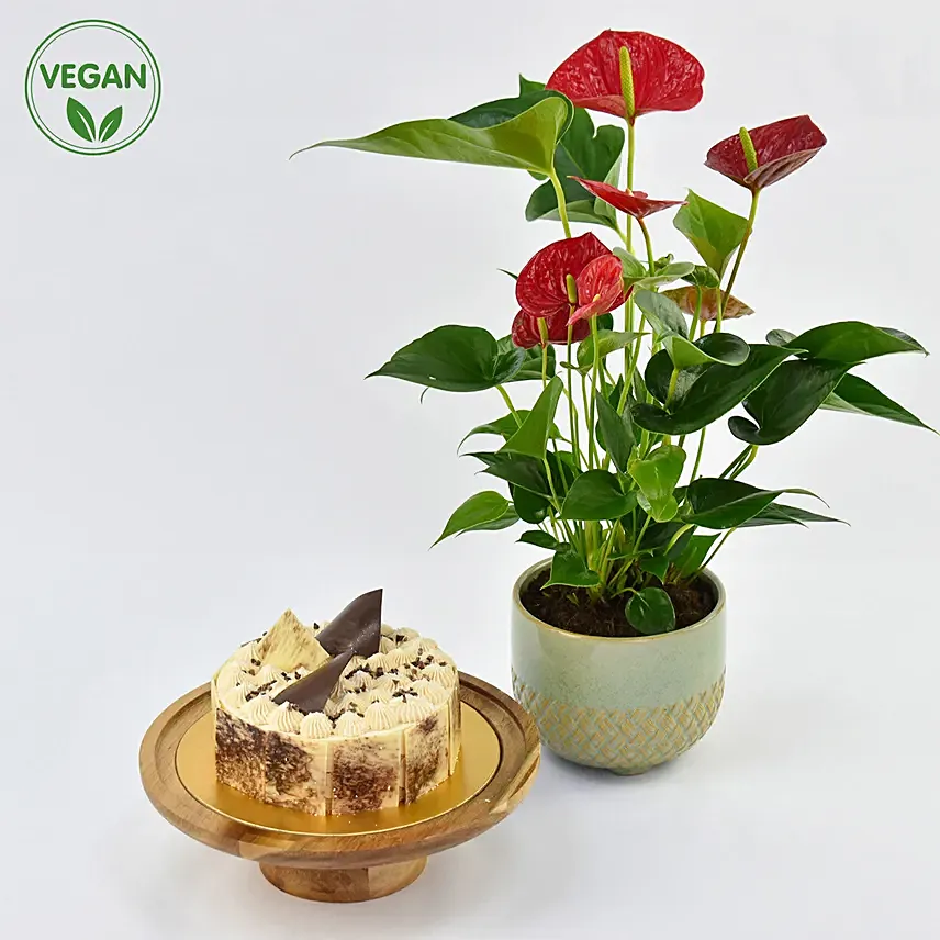 Vegan Butterscotch Cake and Plant: 