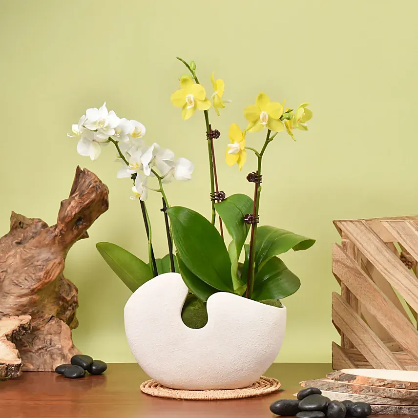 White and Yellow Mini Orchid in Designer Base: 