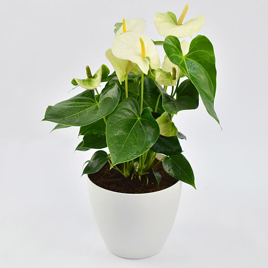 White Anthurium Plant In White Pot: Anthuriums 