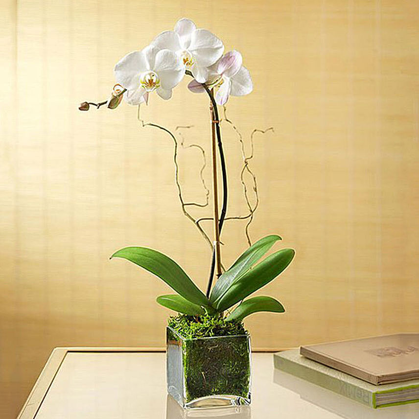 White Orchid Plant In Glass Vase: Desktop and Office Plants