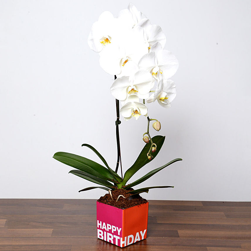 نبتة أوركيد بيضاء ساحرة في مزهرية عيد ميلاد سعيد زجاجية: نباتات هدايا عيد ميلاد
