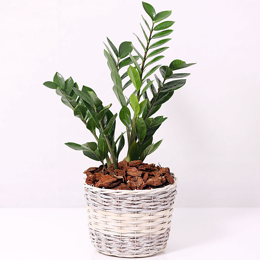 Zamia Plant in a Basket: Plants Offers 