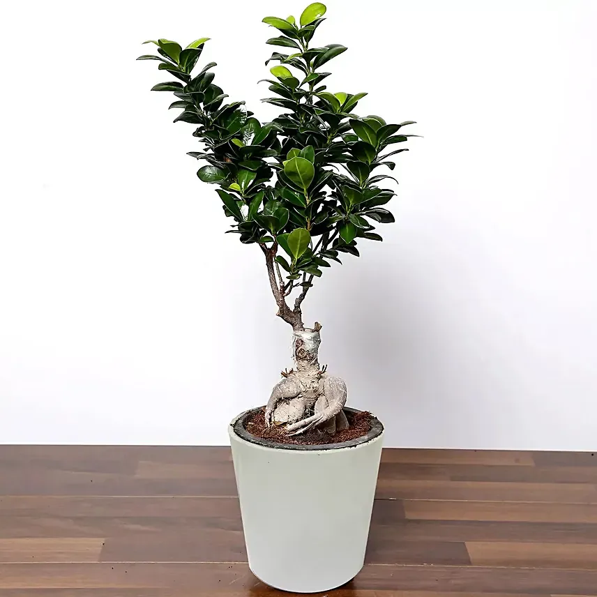Zen bonsai in a ceramic pot: Indoor Bonsai Tree