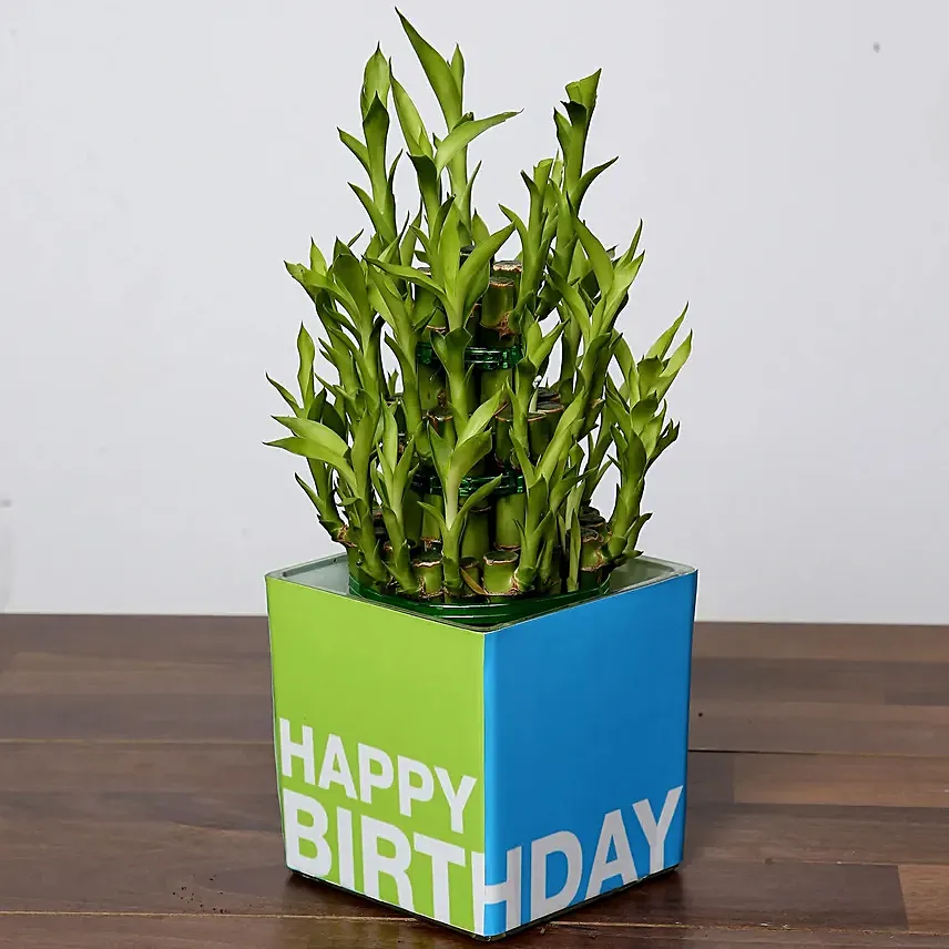 3 Layer Bamboo Plant For Birthday: 
