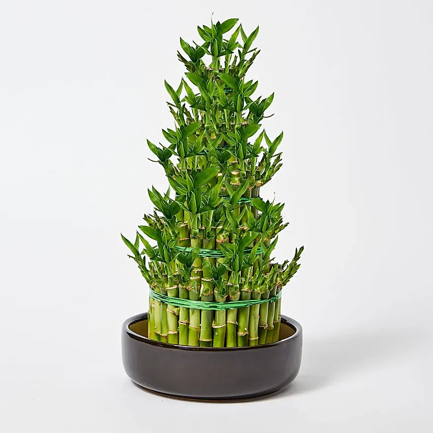 5 Layer Lucky Bamboo 36cm: Spiritual N Vastu Plants