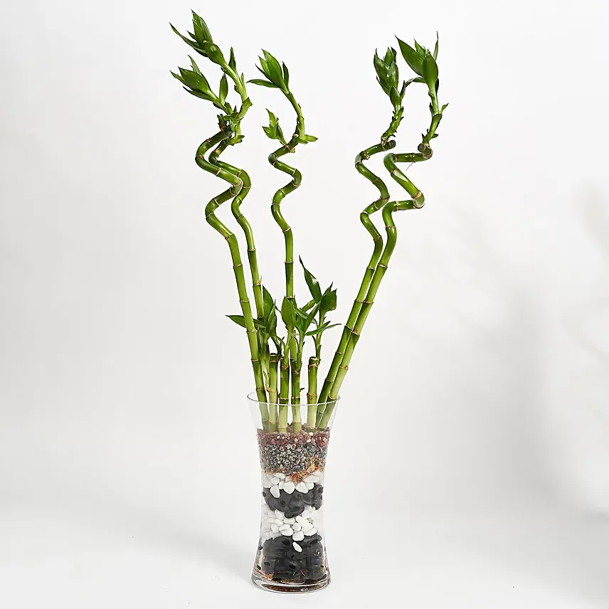 9 Lucky Bamboo for Great Luck: Office Plants