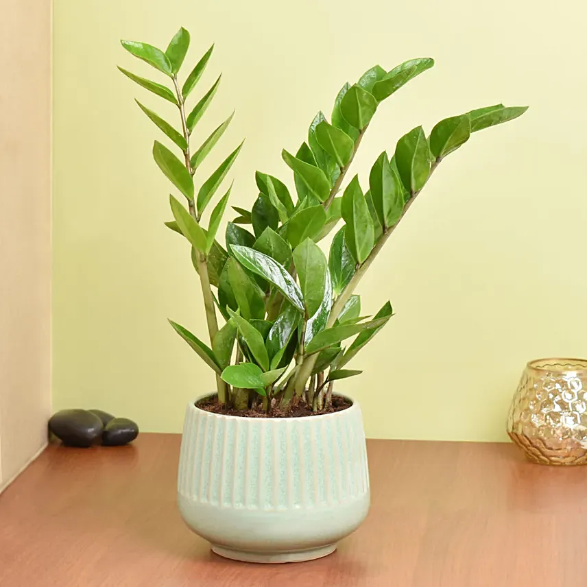 نبتة الزاميا لتنقية الهواء في وعاء سيراميك أبيض: نباتات لتنقية الهواء