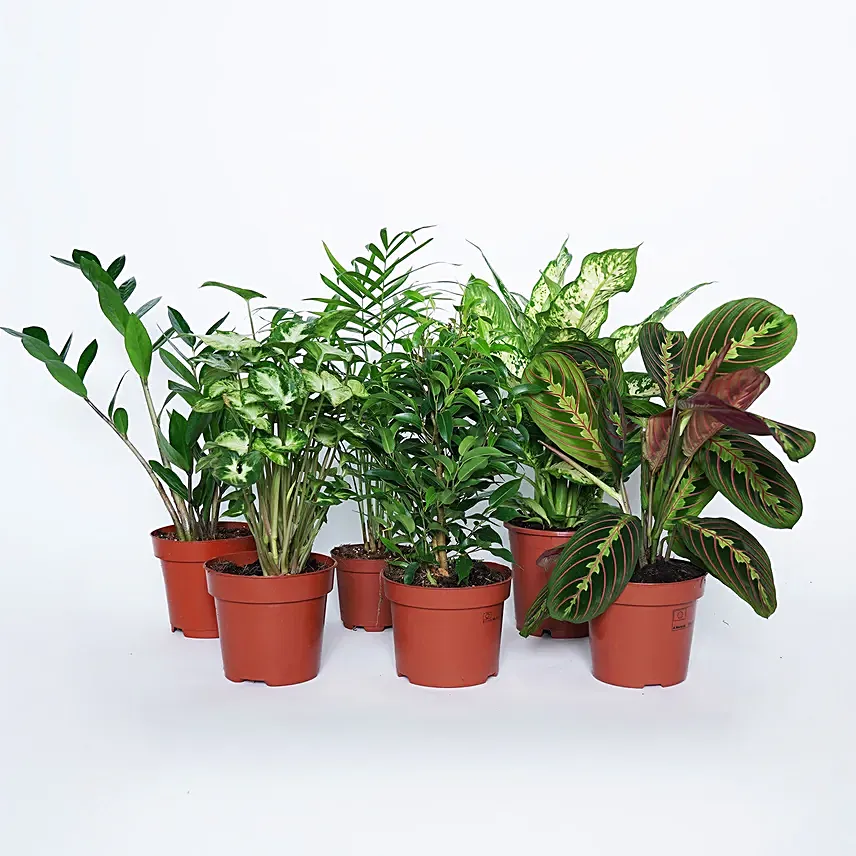مجموعة نباتات خضراء داخلية وبناتات تنقية الهواء: تنسيقات كومبو نباتات