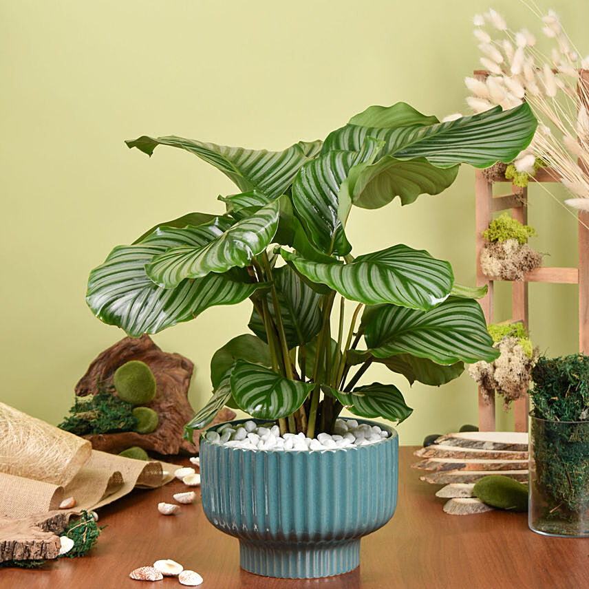 Alocasia Plant Beauty: Indoor Plants