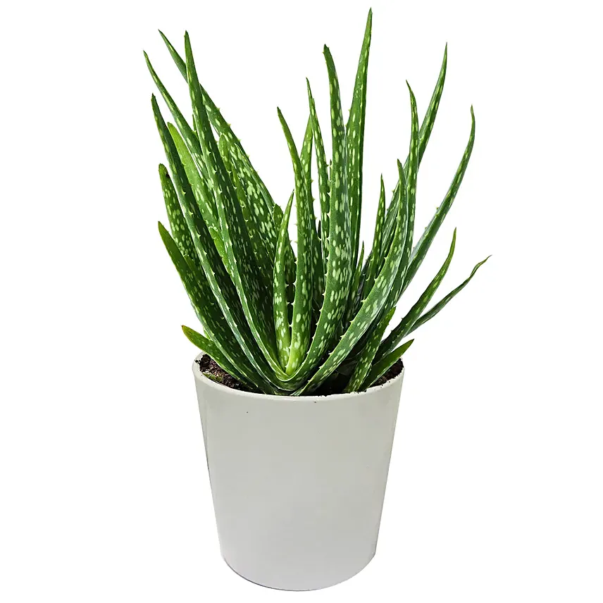 Aloe Vera Plant in a Pot