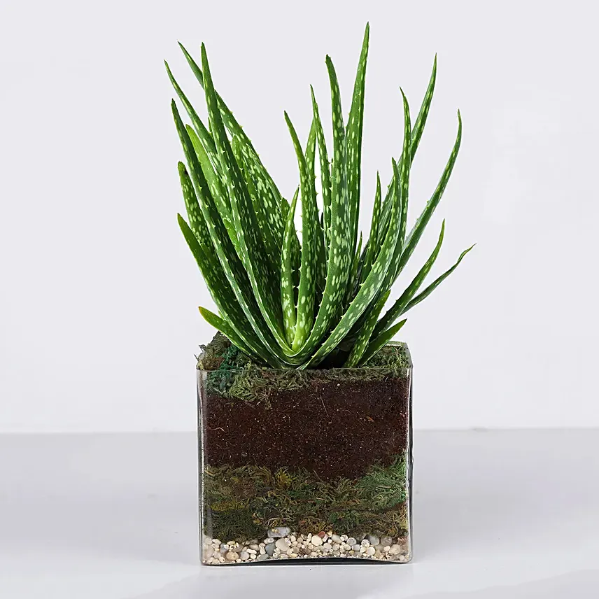 Aloe Vera Plant in Square Vase