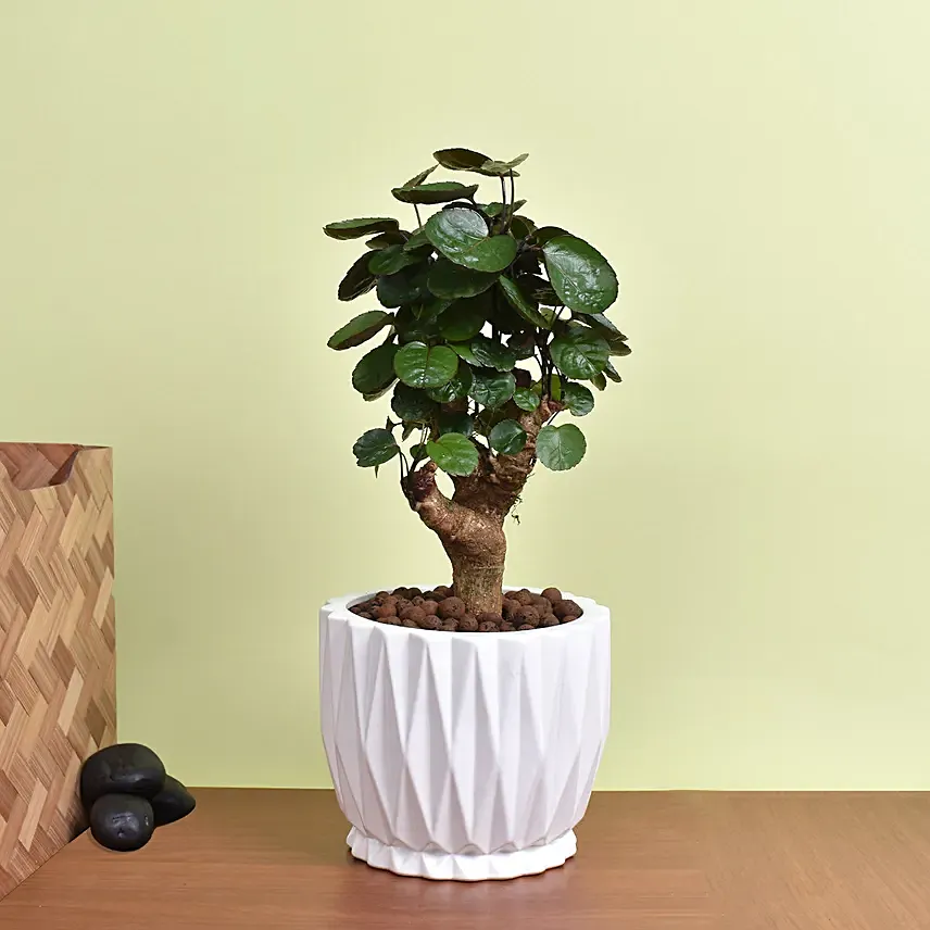 Aralia Fabian Lucky Plant: Bonsai Plants