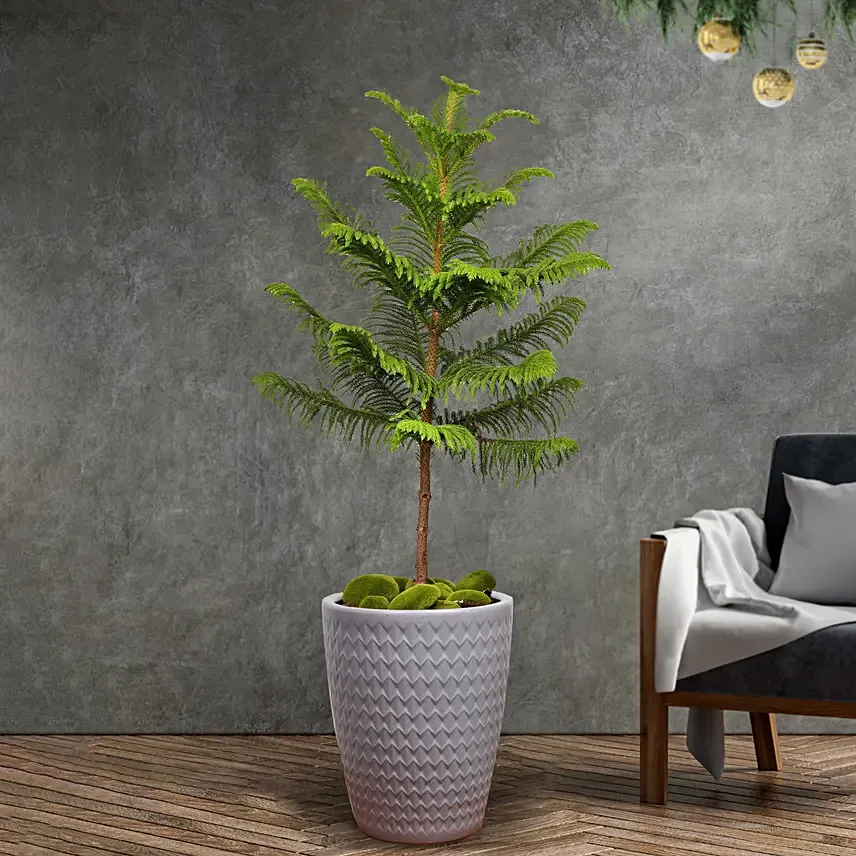 Auracaria Plant in a Premium Planter: Housewarming Gift Ideas