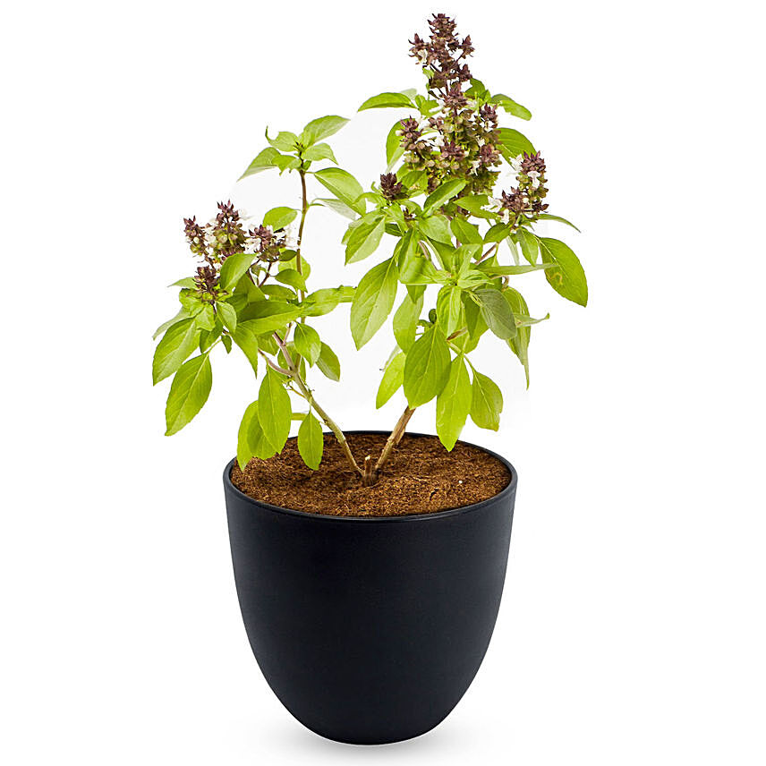 نباتات منزلية عطرية - نبات الريحان في أصيص أسود: النباتات الداخلية