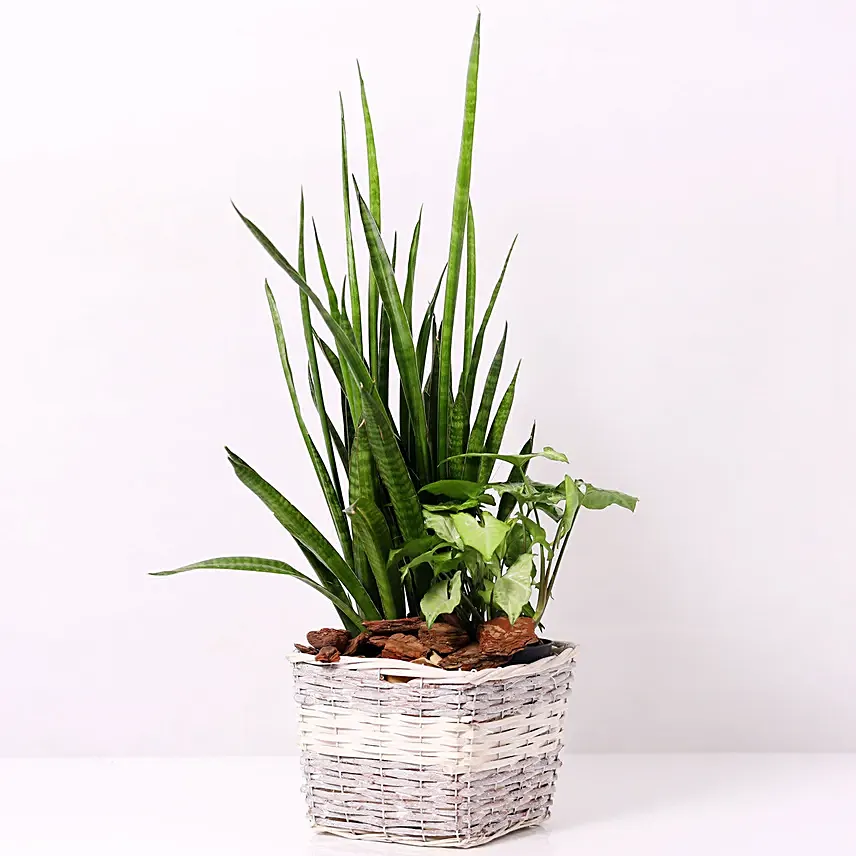 Basket of Sansevieria and Syngonium Plants: 