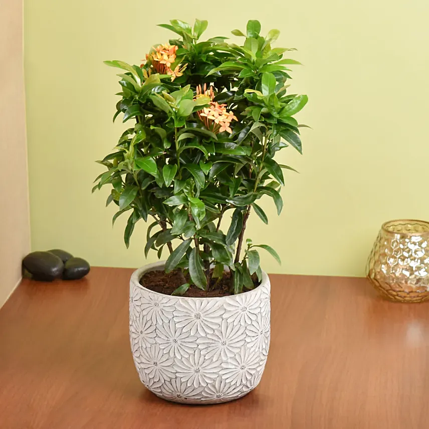 Beautiful Ixora Flower Plant In Ceramic Pot: Shrubs 