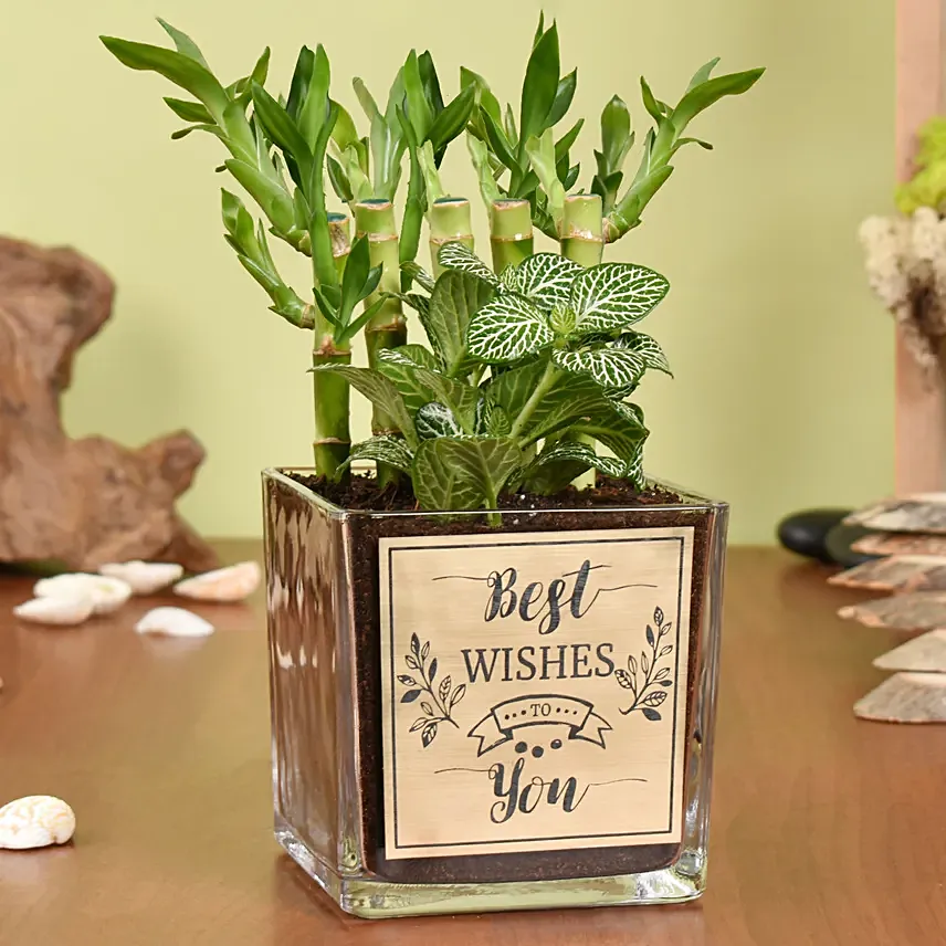 Best Wishes Lucky Bamboo n Fittonia: Farewell Gifts