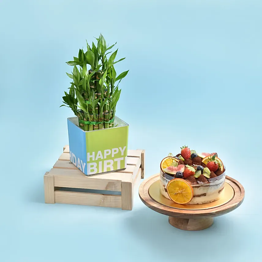 Birthday Lucky Bamboo And Tiramisu Cake: Plants Combo