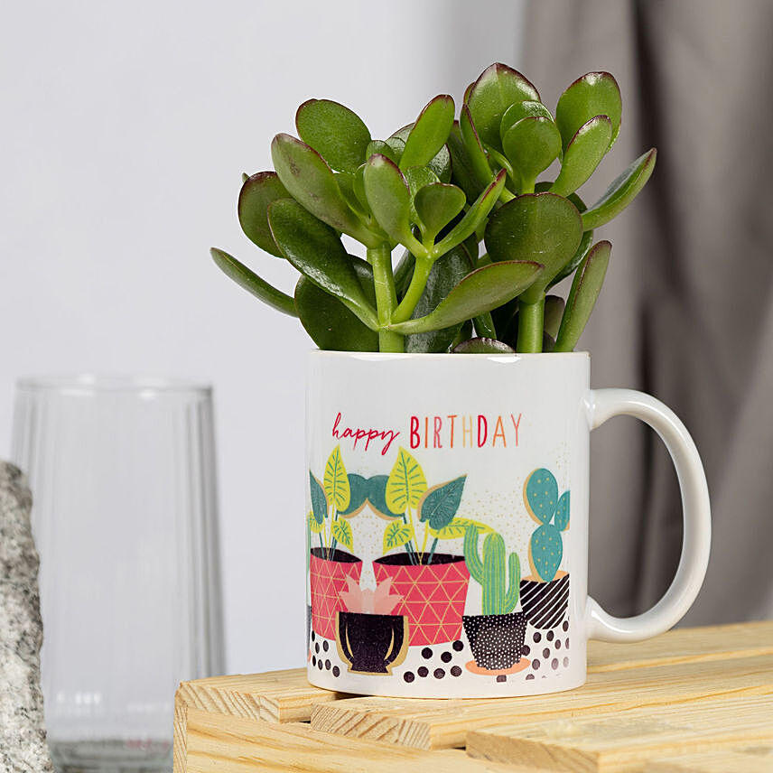 Birthday Wishes with Crassula Ovata Plant: Indoor Plants Delivery