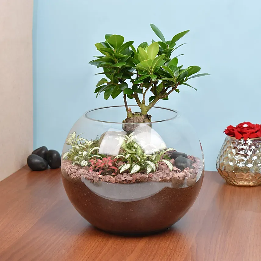 Bonsai Pot Paradise: Housewarming Plants