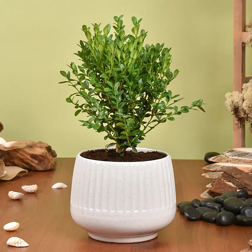 Boxwood Plant Small: Outdoor Plants