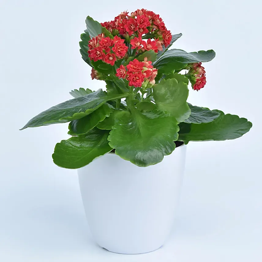 Bright Kalanchoe Plant In Pot: Anniversary Plant Gifts