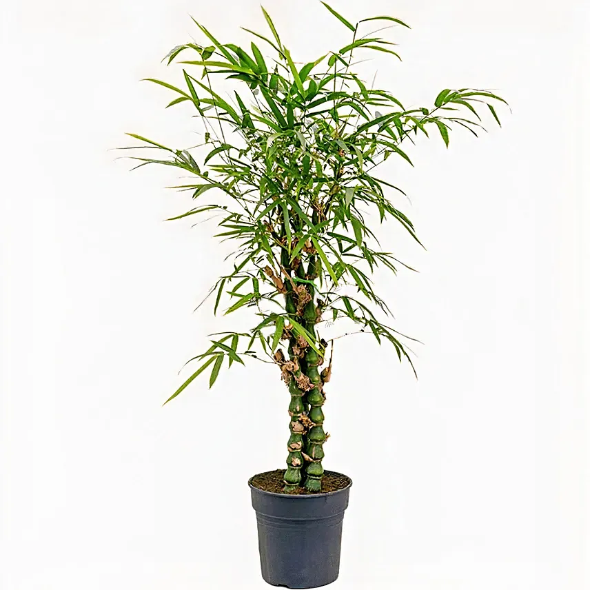Buddha Bamboo Plant Pot: Outdoor Plants to Abu Dhabi