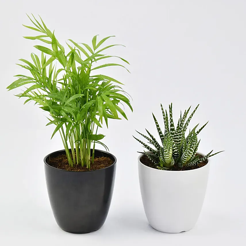 Chamadorea and Haworthia in Pots: 