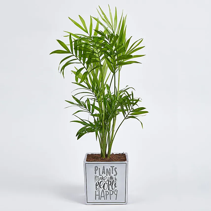 Chamaedorea Plant in Squre Vase: Round The Clock Delivery Gifts