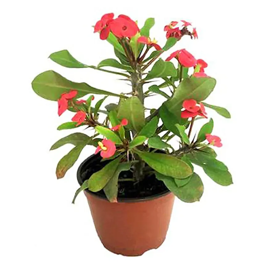 Christ Thorn Plant Pot: Outdoor Plants to Abu Dhabi