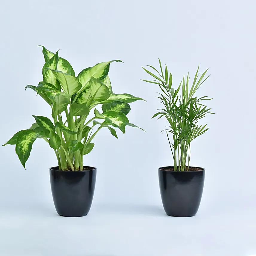 Combo Of Beautiful Indoor Plants: 